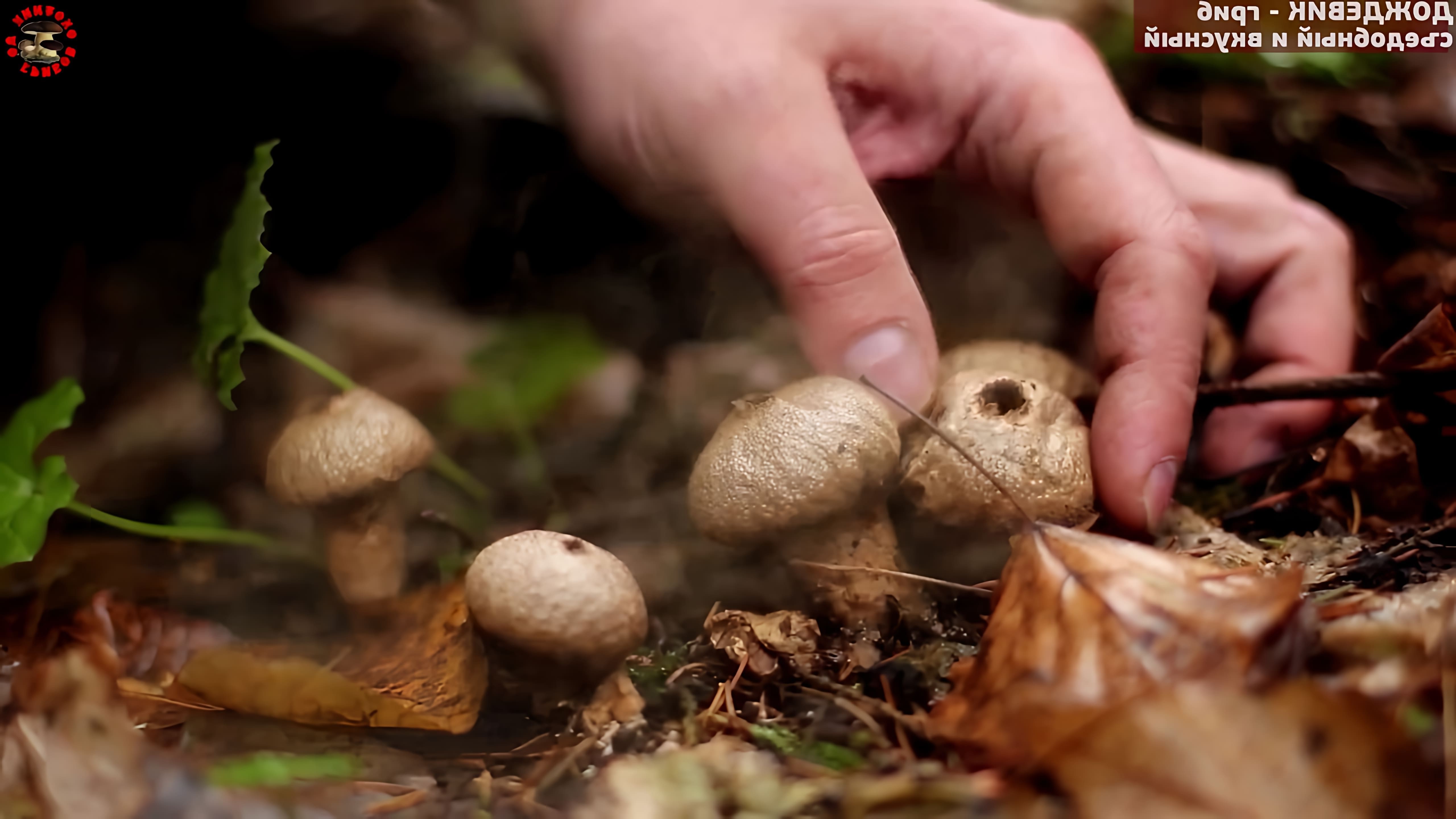 В этом видео Михаил Вишневский рассказывает о дождевике жемчужном, который является вкусным и недооцененным грибом