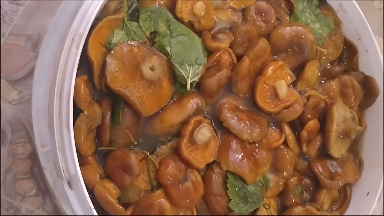 Как солить рыжики на зиму видео. Рыжики соленые. Соленые рыжики картинки. Рыжики грибы засолка. Как солить рыжики на зиму видео.