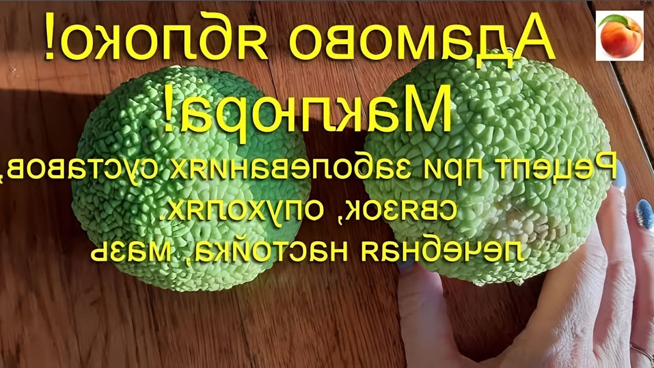 Адамово яблоко