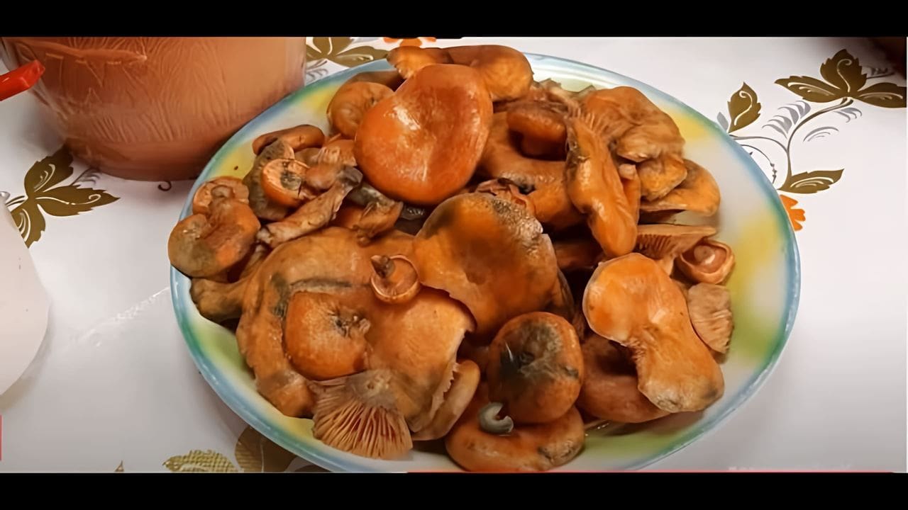 Рыжики соленые. Как солить рыжики на зиму видео. Как солить рыжики на зиму видео. Рыжики соленые. Как солить рыжики на зиму видео.