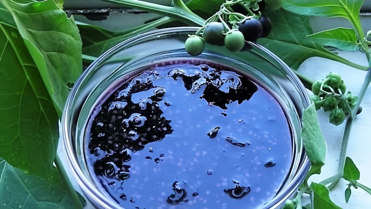 Самбери ягода фото как растет куст. Как сварить ягоду санберри. Варенье из паслена черного. Черника форте санберри. Варенье из санберри.